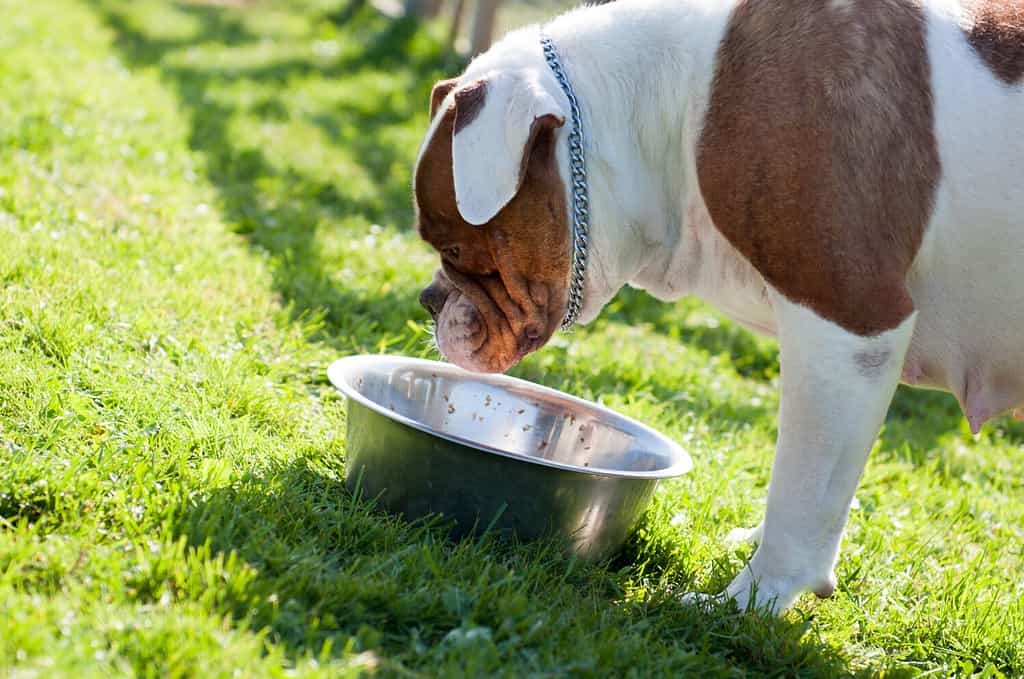 Il cane Bulldog americano sta mangiando sull'erba verde sulla natura