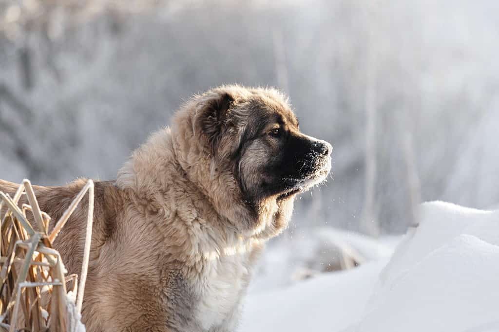 Ritratto di un soffice cane da pastore caucasico nella neve