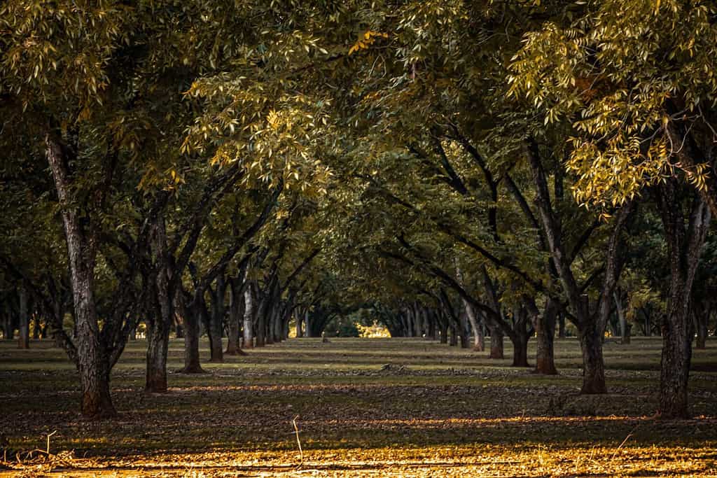 Le noci pecan crescono meglio negli stati meridionali degli Stati Uniti.