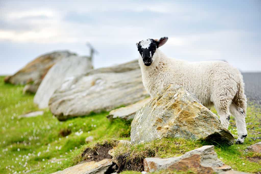 Pecore contrassegnate da coloranti colorati al pascolo in pascoli verdi.  Pecore adulte e agnellini che si nutrono nei verdi prati dell'Irlanda.