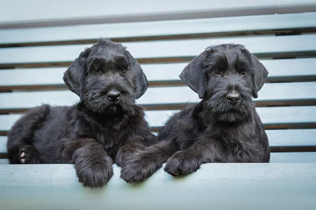 Due cuccioli di schnauzer giganti sdraiati sulla panchina