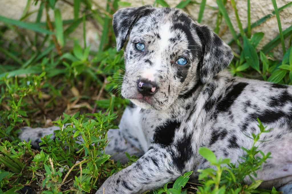 Un adorabile cucciolo di Catahoula Leopard sdraiato sull'erba verde lussureggiante di un cortile all'aperto *labraheeler