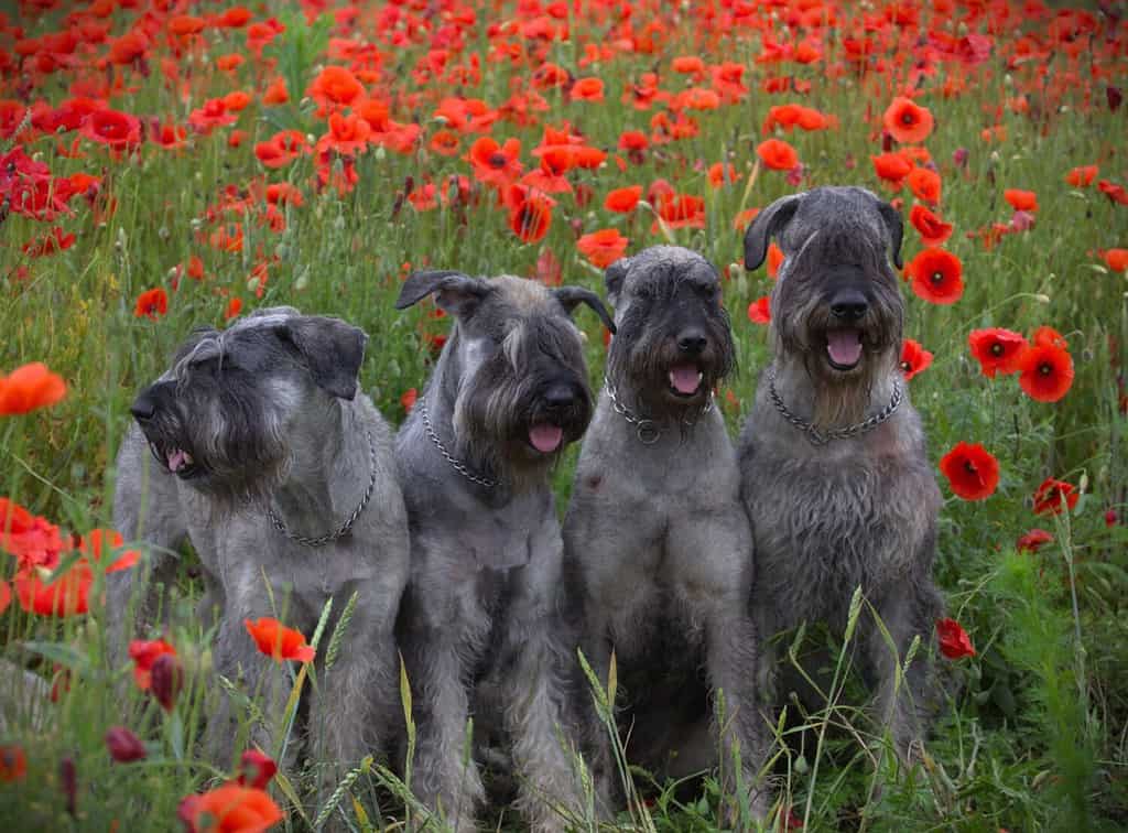 Schnauzer gigante pepe e sale in un campo pieno di fiori di papavero