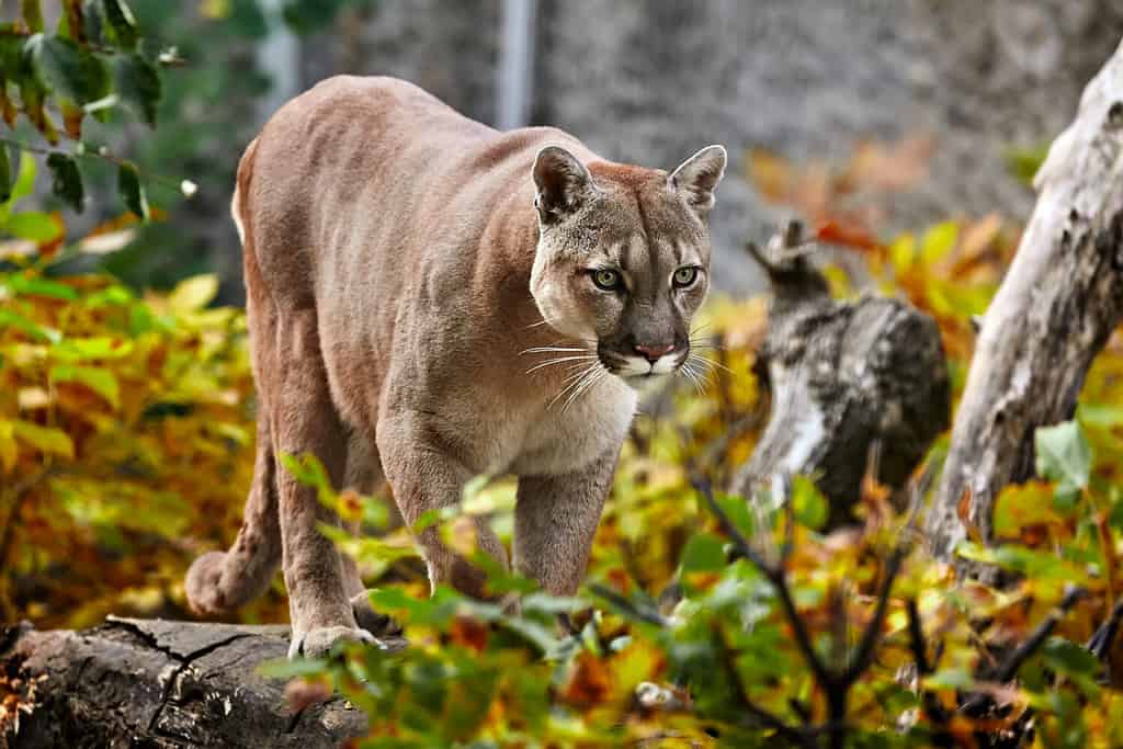 Ritratto di bellissimo Puma nella foresta autunnale.  Cougar americano - leone di montagna, posa suggestiva, scena nei boschi, fauna selvatica americana.