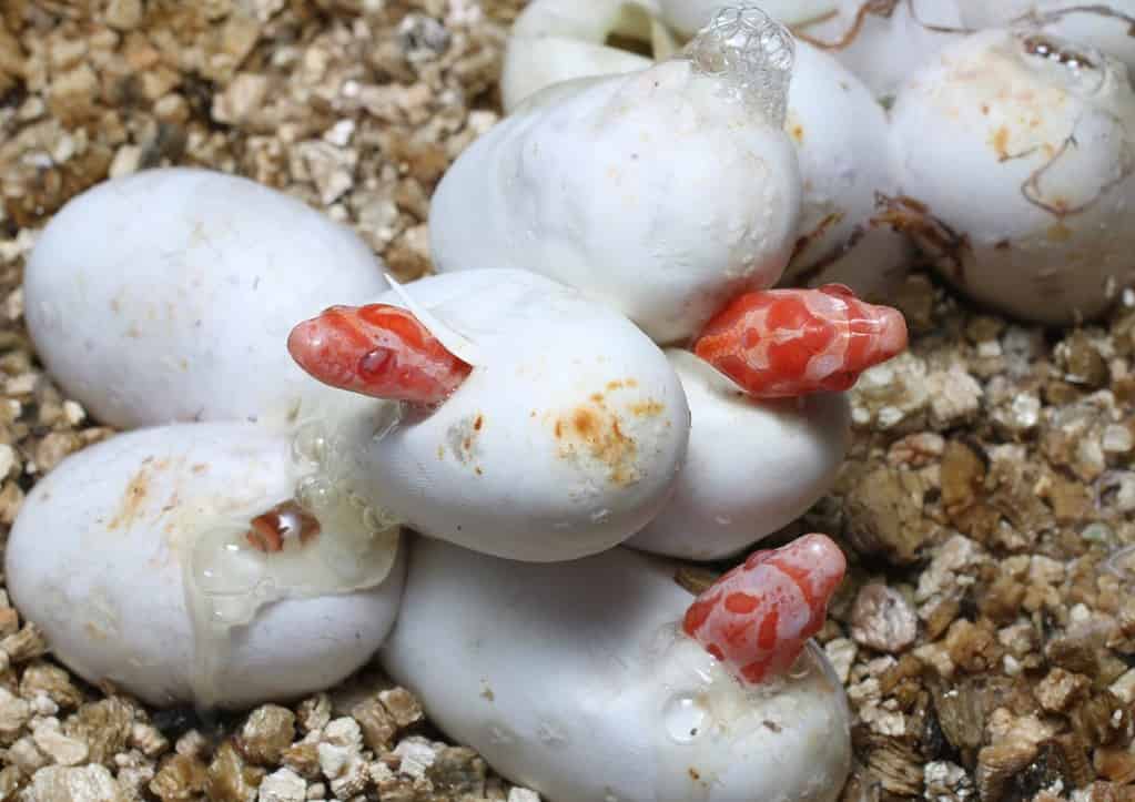 Uova di serpente del mais da cova (Pantherophis guttatus) morph Coral Snow