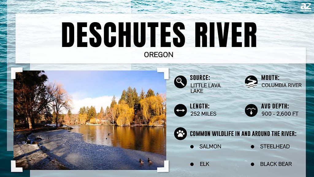 Quanto è largo il fiume Deschutes nel suo punto più largo?
