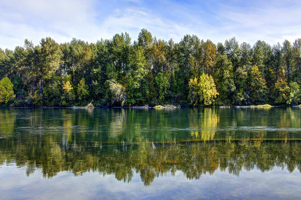 Calma mattina di fine estate sul fiume Willamette, Oregon.