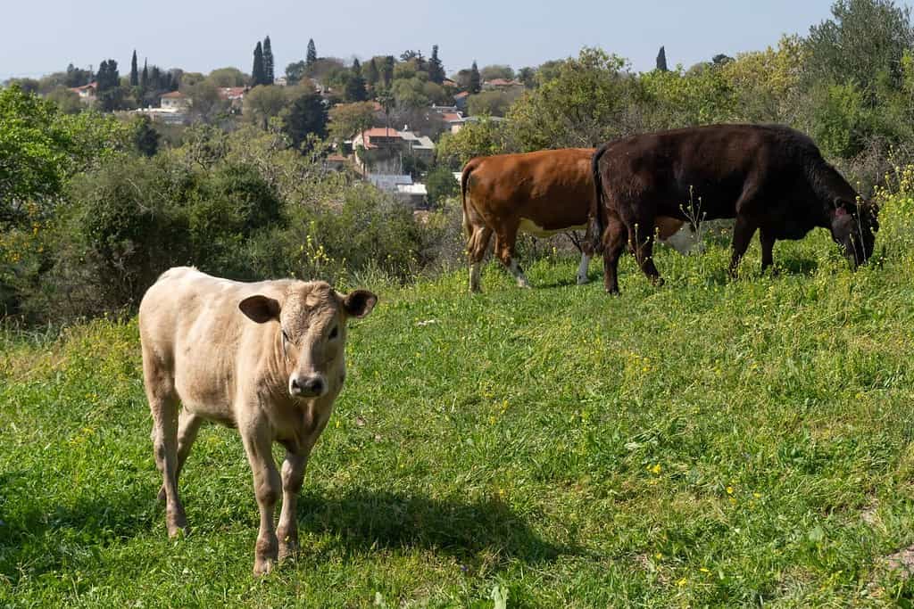 Mucche al pascolo su una collina vicino alla città di Kiryat Tivon, Israele