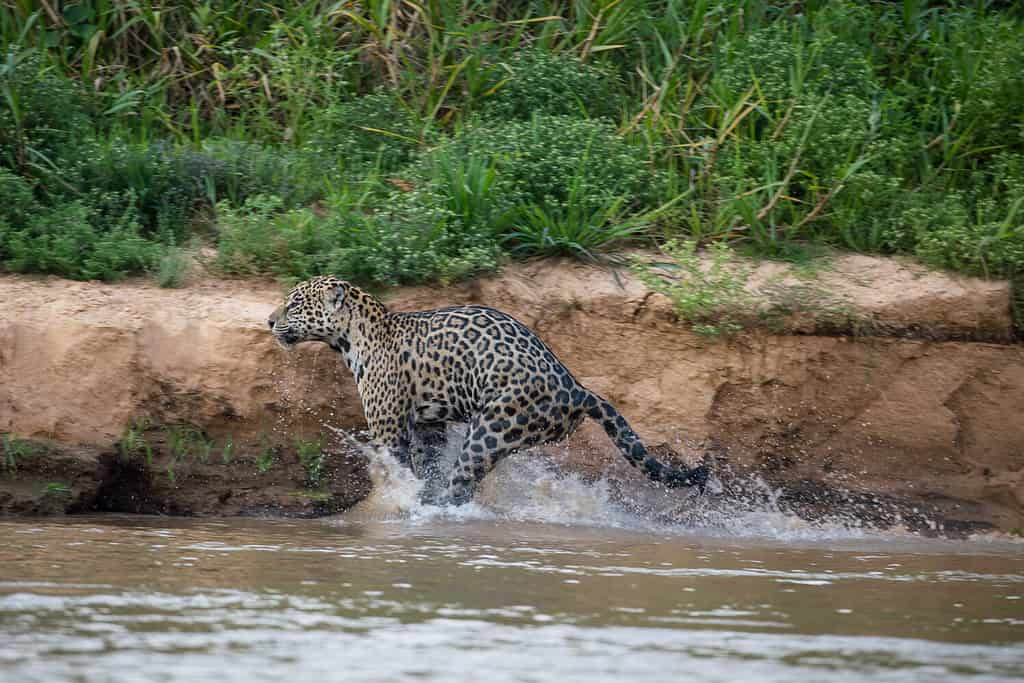 Il potere dei giaguari: una giovane femmina di giaguaro avvolge i suoi potenti muscoli per saltare sulla riva del fiume.  Lei è l'immagine della grazia in azione, degli spruzzi d'acqua, della coda in fuori, bellissima.