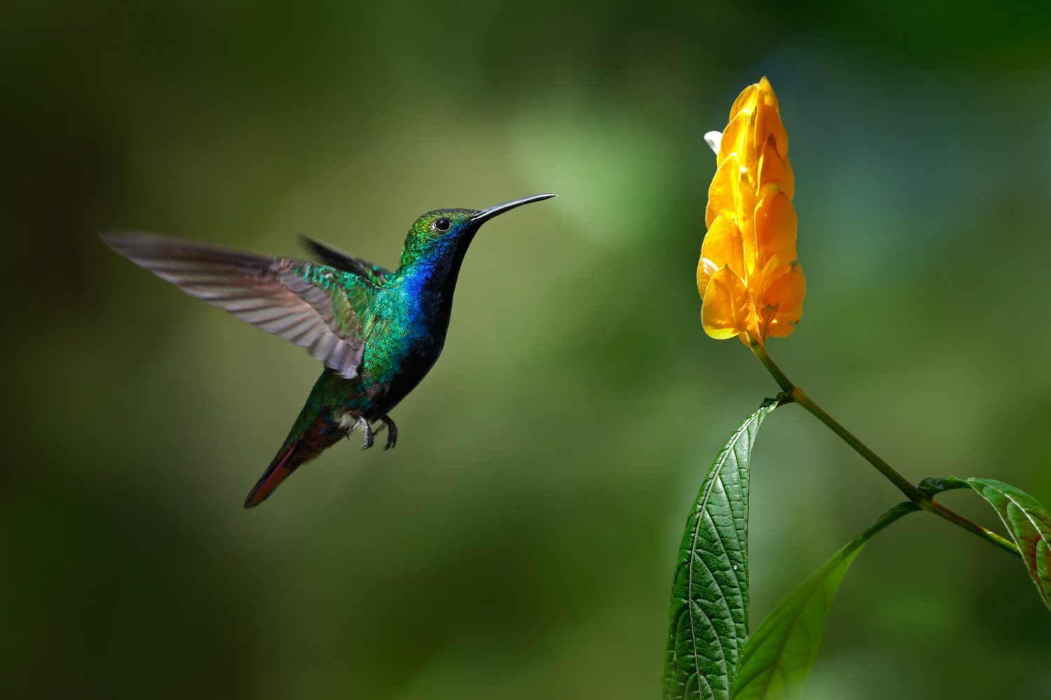 Colibrì verde e blu Mango dalla gola nera, Anthracothorax nigricollis, che vola accanto al bellissimo fiore giallo.