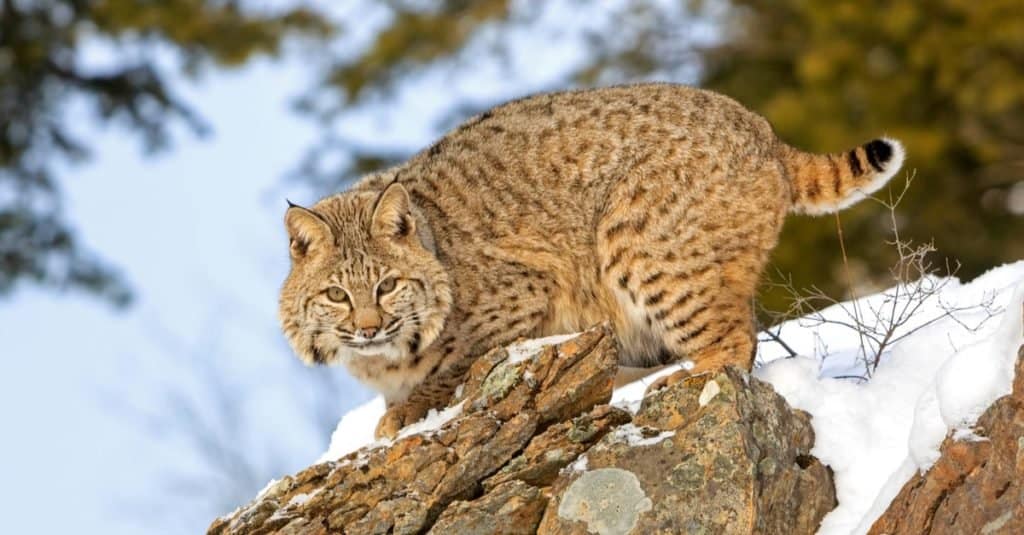 Bobcat di proprietà di animali esotici