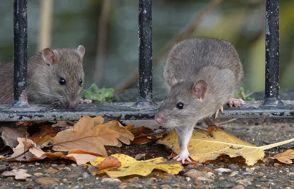 Uno scatto delizioso di due ratti marroni che attraversano la ringhiera di una recinzione in un parco in una giornata autunnale.