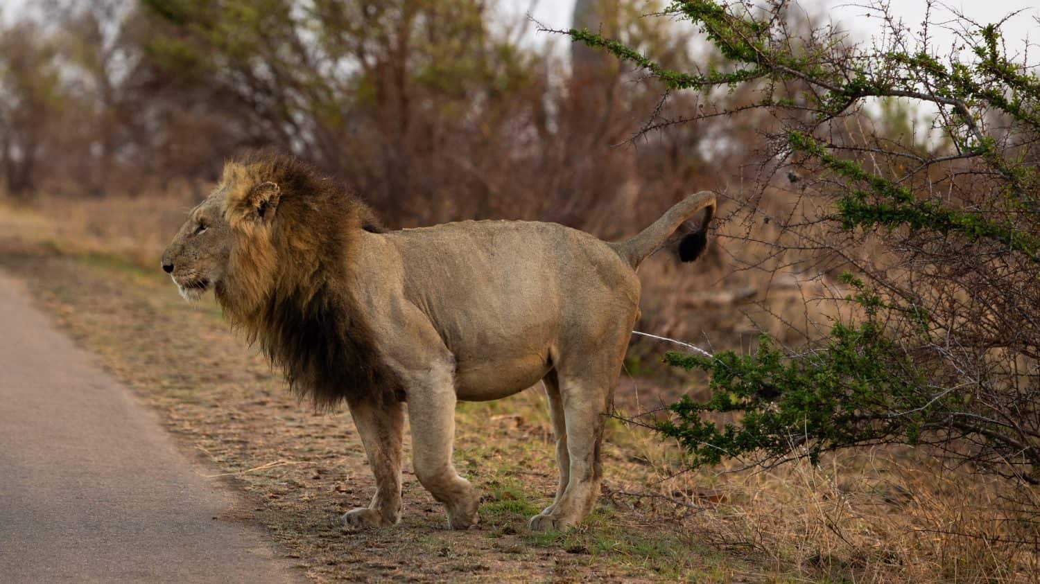 Grande profumo di leone maschio che marca accanto alla strada