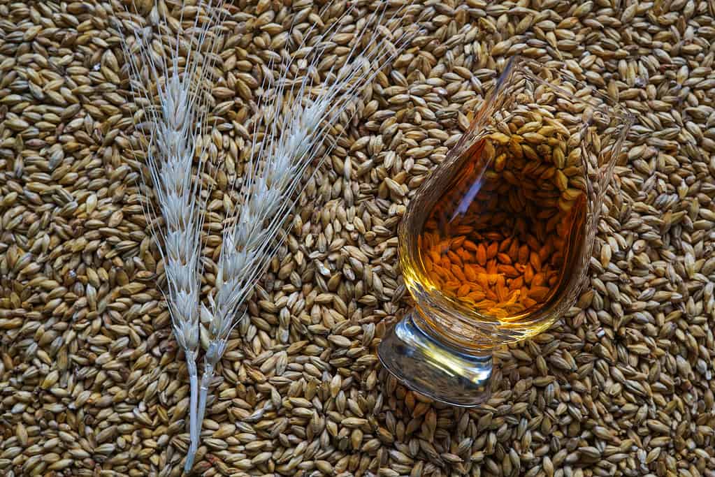 Un bicchiere di whisky e spighe d'orzo essiccate su chicchi d'orzo maltato