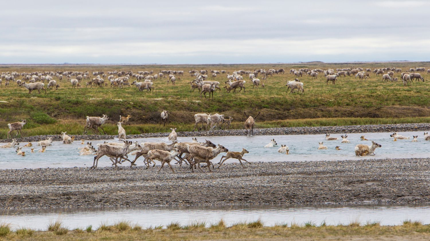 Stati Uniti, Alaska.  Caribù del branco di porcospini sul versante nord che attraversa il fiume Sag vicino a Prudhoe Bay.