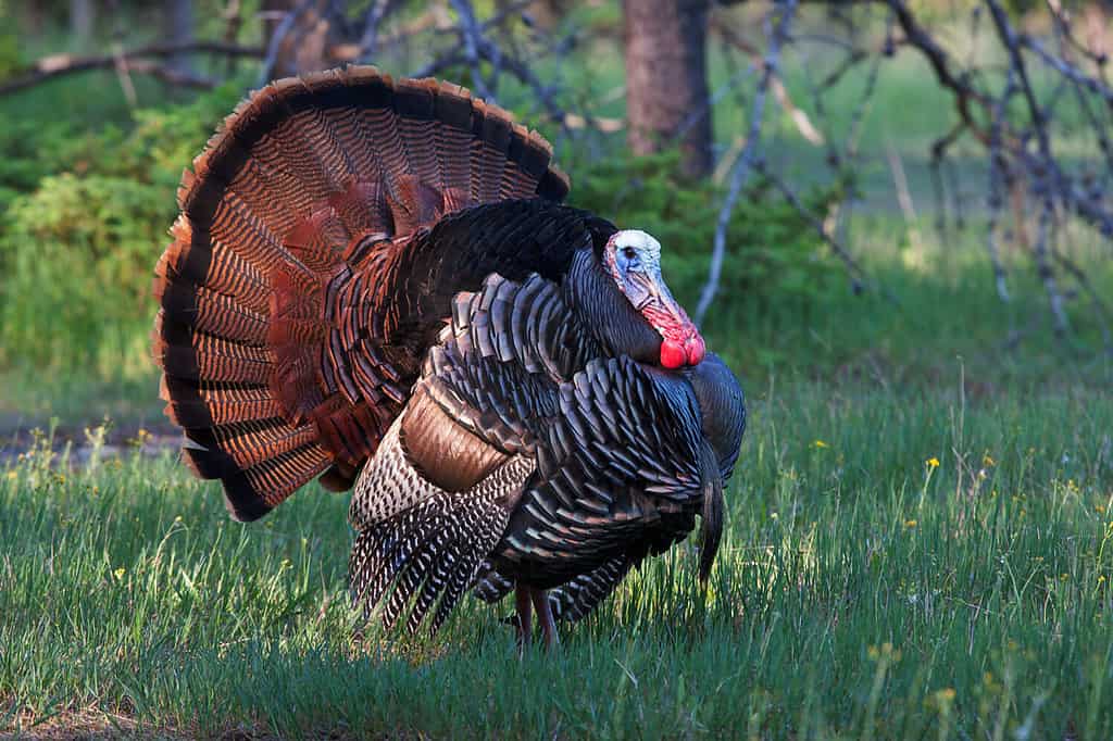 Maschio orientale il tacchino selvatico tom (Meleagris gallopavo) impettito con piume di coda nella ventola attraverso un prato erboso in Canada