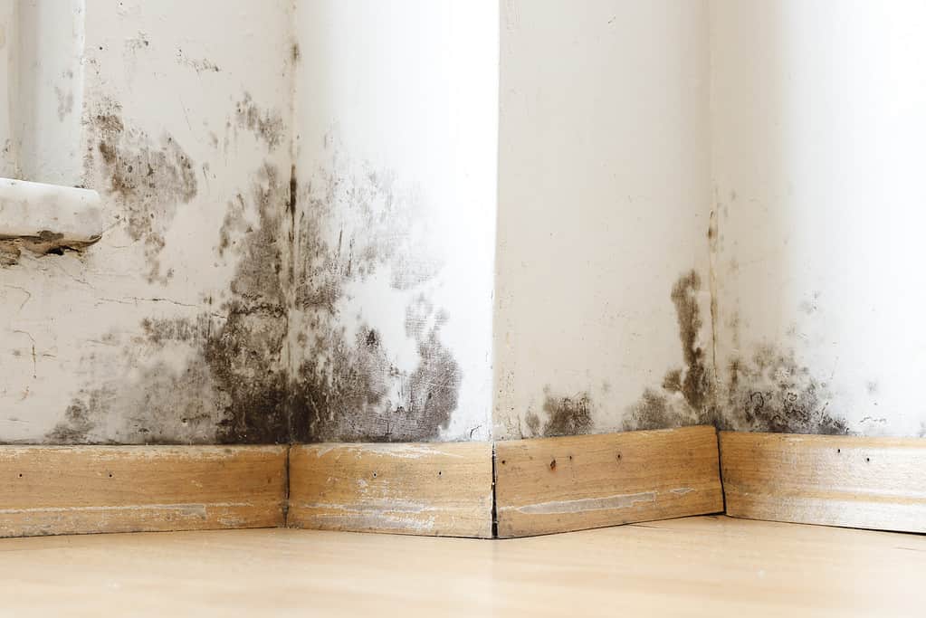 Edifici umidi danneggiati da muffe nere e funghi, umidità o acqua.
