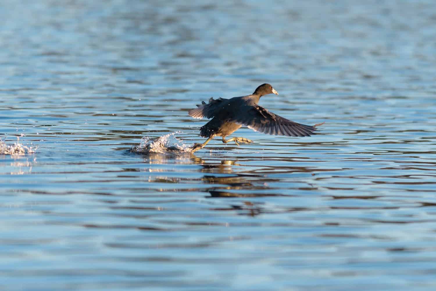La folaga americana acquatica che corre e progetta di decollare sul lago, è un uccello paffuto, simile a un pollo, con la testa arrotondata e il becco inclinato. 