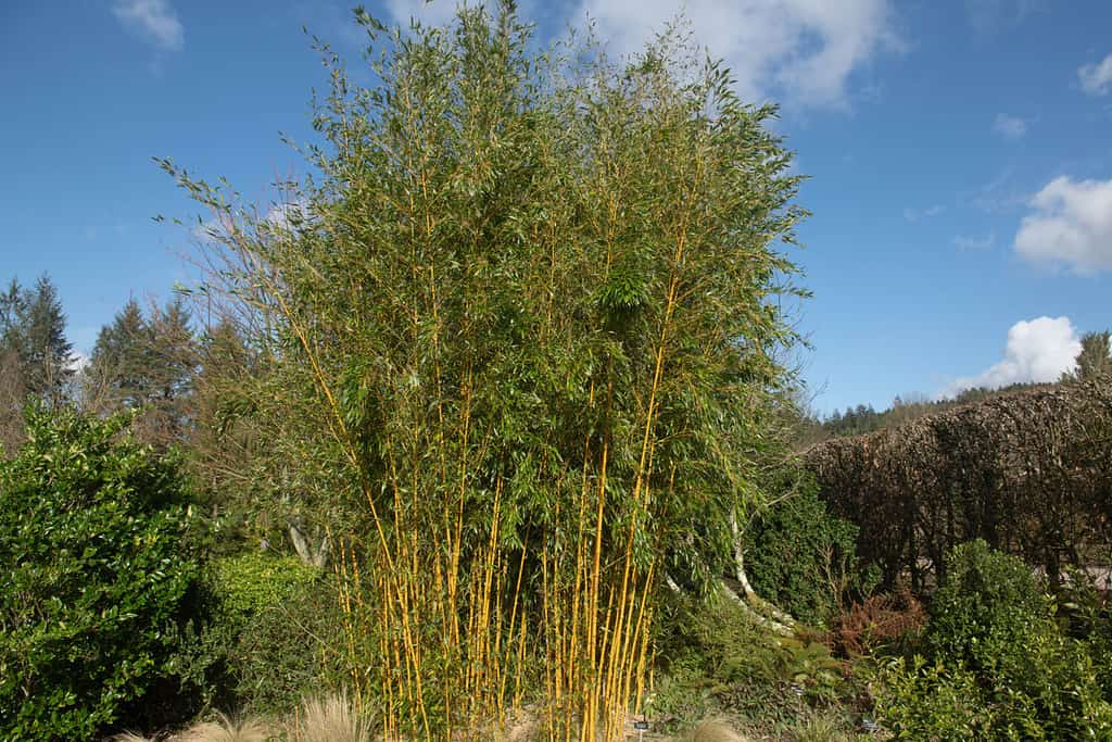 Sole invernale sulla pianta di bambù sempreverde vistosa con scanalatura gialla (Phyllostachys aureosulcata f. spectabilis) che cresce in un giardino nel Devon rurale, Inghilterra, Regno Unito