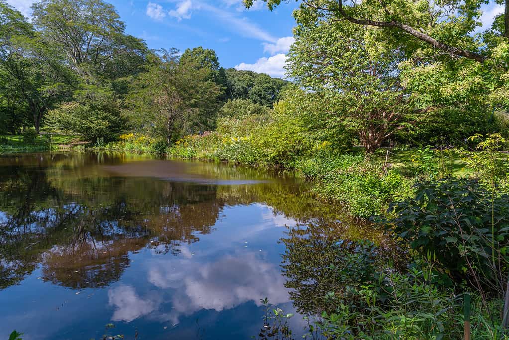 Arnold Arboretum dell'Università di Harvard