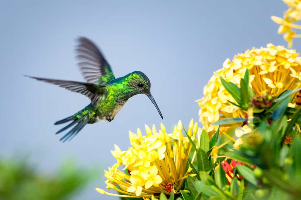 Una femmina di colibrì zaffiro dal mento blu che si nutre di una siepe gialla di Ixora.