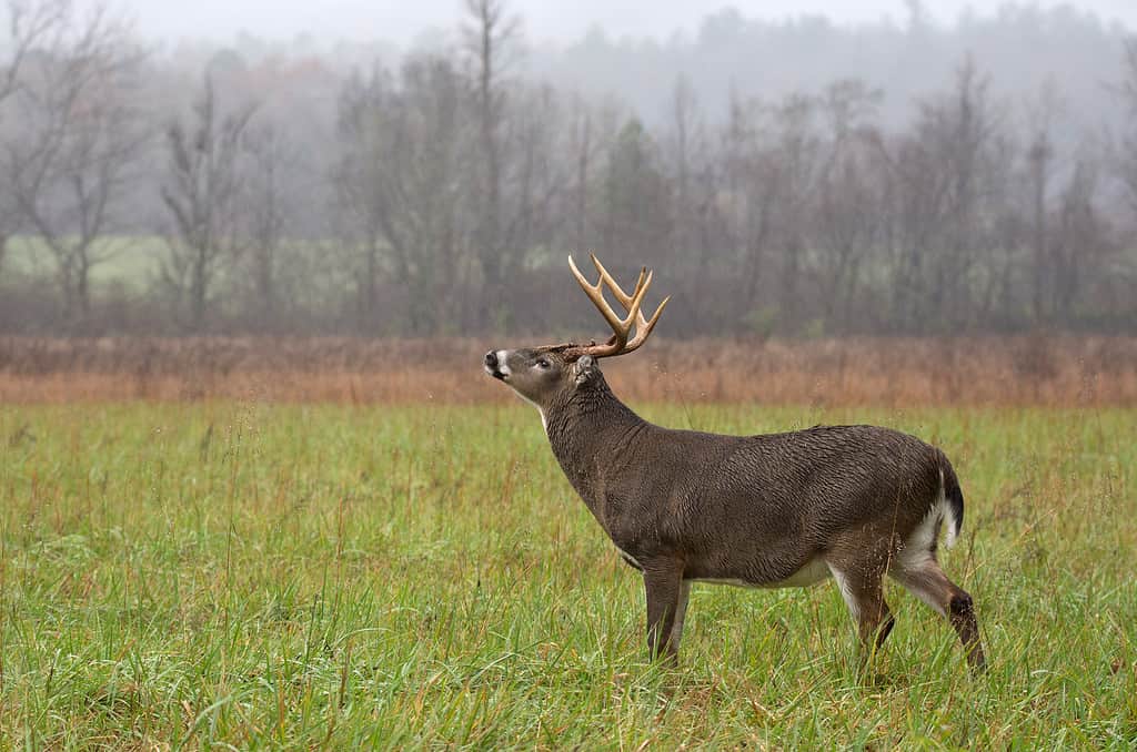 Grande cervo dalla coda bianca in piedi in un prato aperto durante una tempesta di pioggia nel Parco Nazionale delle Great Smoky Mountains.