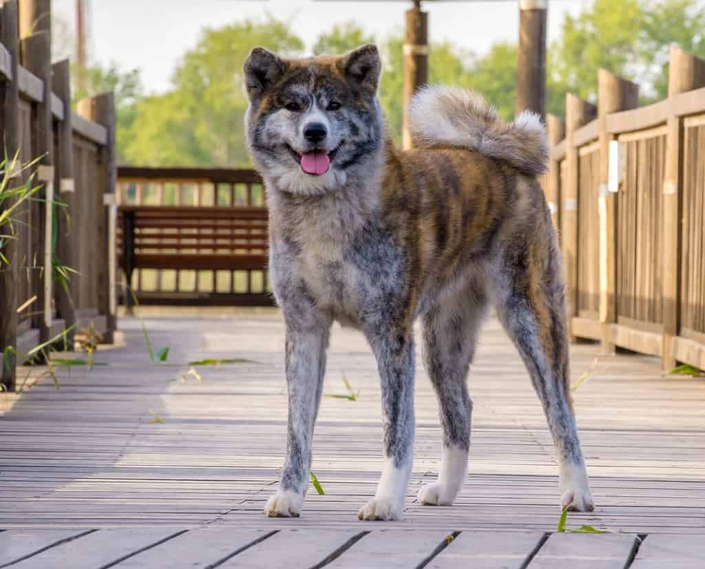 Cane Akita Inu, tigrato, in piedi all'aperto sullo sfondo della natura