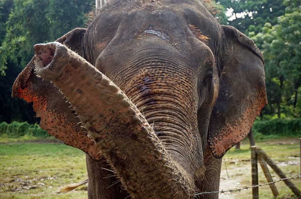 Un primo piano della proboscide dell'elefante girato in Nepal