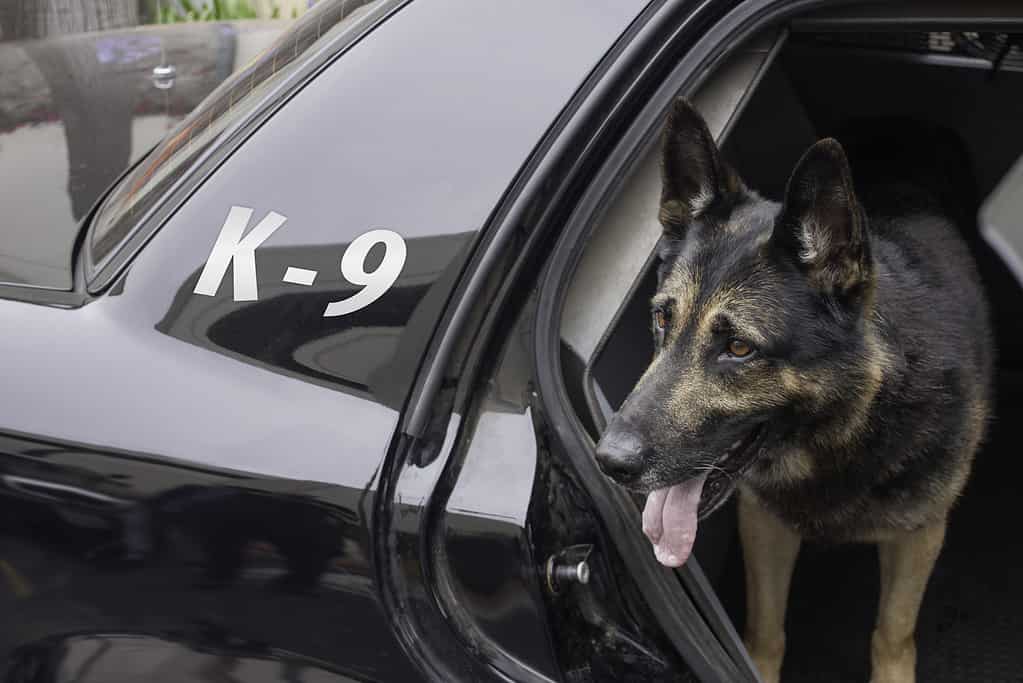 Cane poliziotto K-9 in un'auto di pattuglia