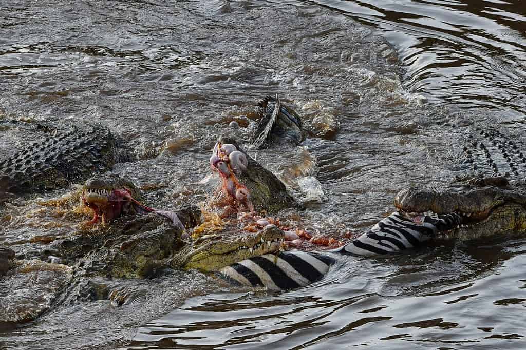 Coccodrilli che mangiano zebre nel fiume Mara