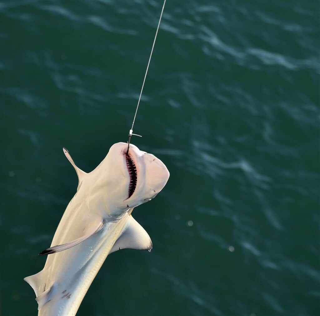 Baby Shark catturato su una linea