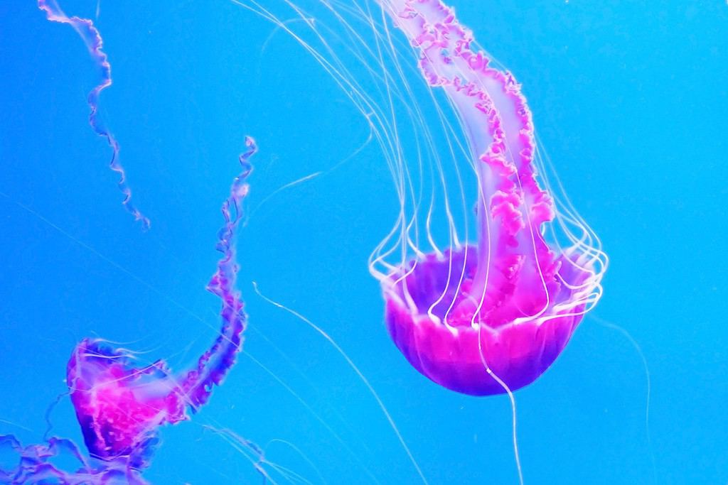 Meduse rosa nuotano nel mare blu dell'oceano, pericolose meduse velenose Pelagia Noctiluca (Acalefo luminiscenta), Tenerife, Isole Canarie