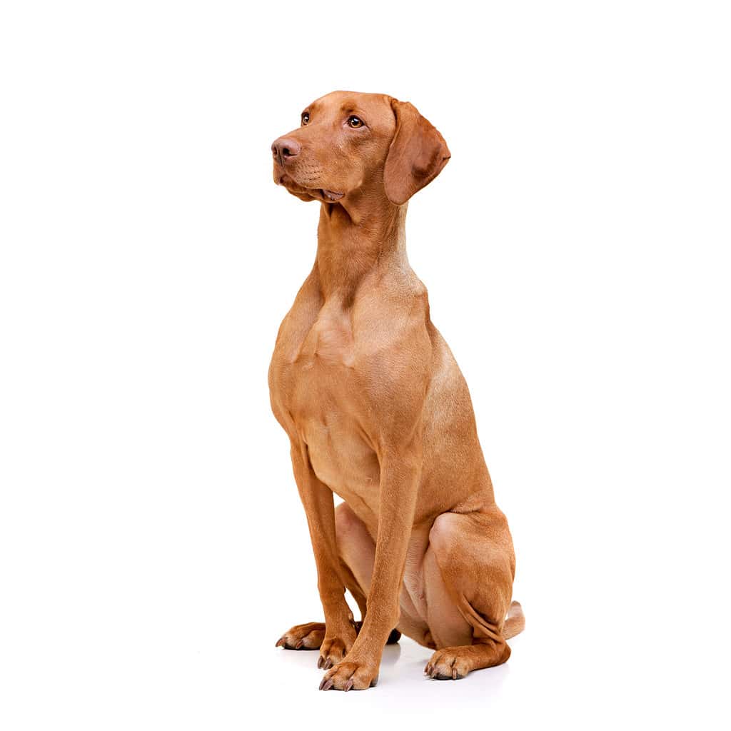 Vizsla maschio vs femmina: 6 differenze chiave
