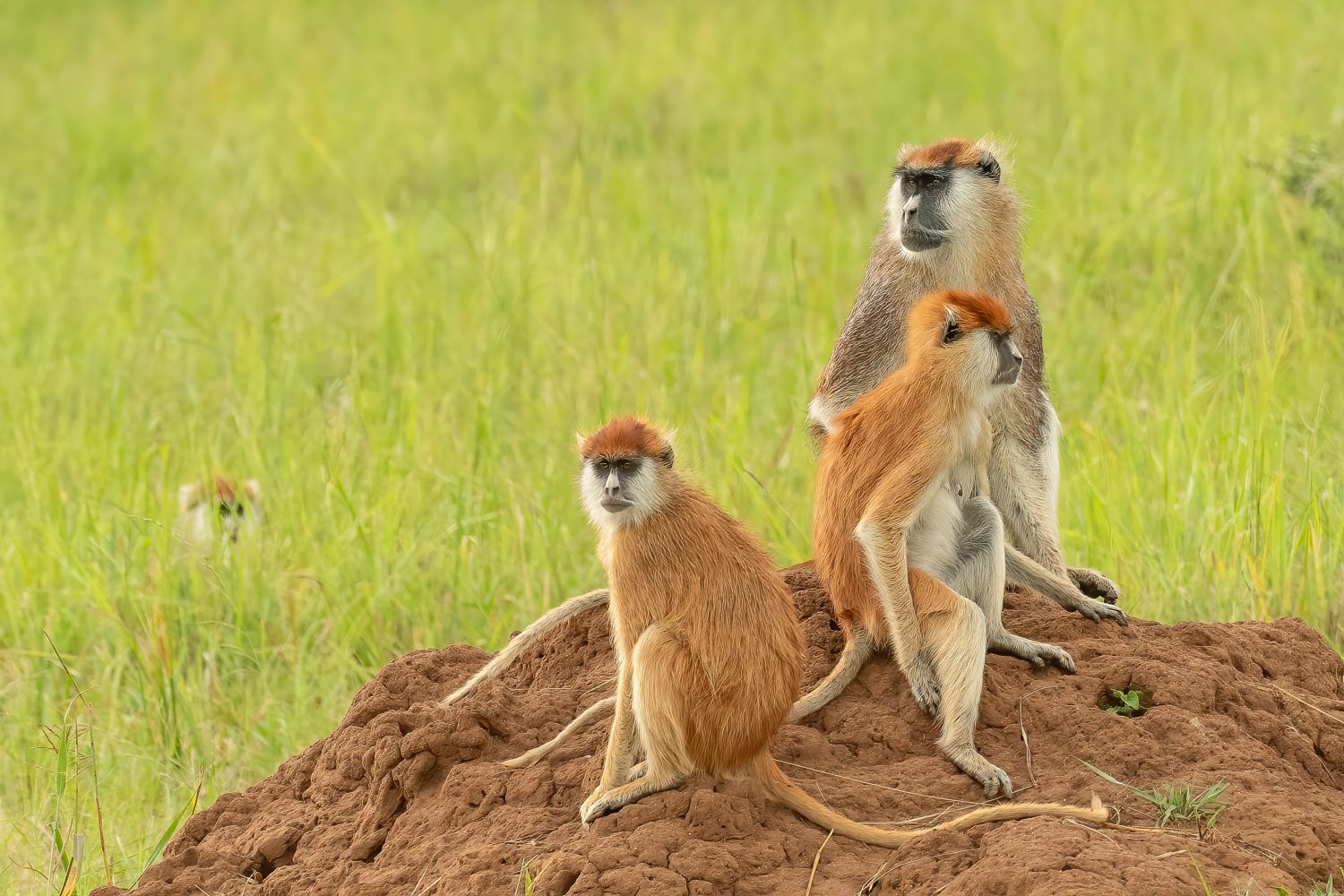 Famiglia di Patas o scimmia ussaro (Erythrocebus patas) il primate più veloce che si trova su un termitaio, Parco Nazionale della Valle di Kidepo, Uganda, Africa