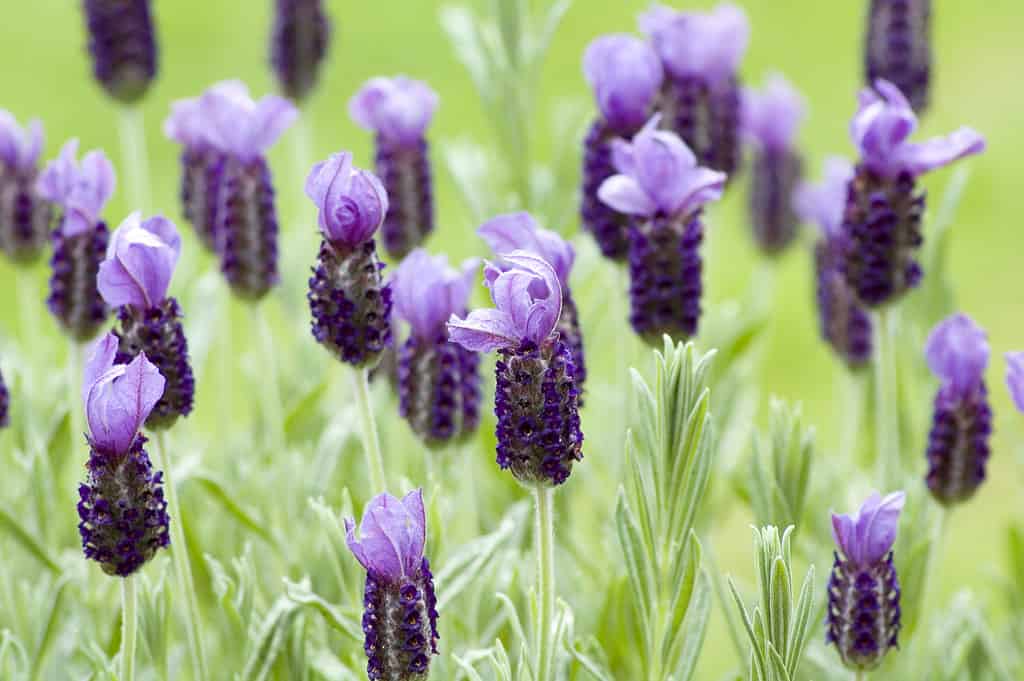 Piante di lavanda 