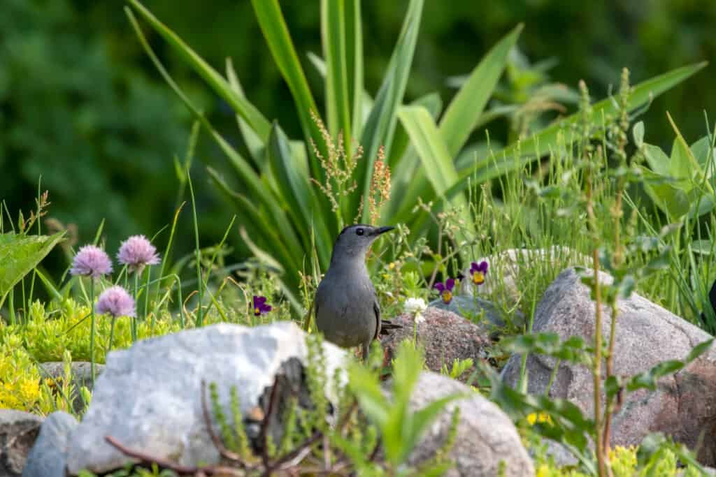 La gelatina d'uva e gli arbusti di bacche attirano gli uccelli gatto grigi nel tuo giardino.