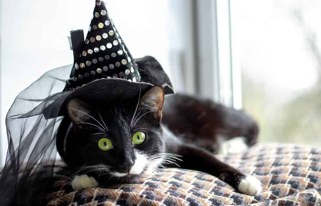 5 graziosi costumi di Halloween per animali domestici