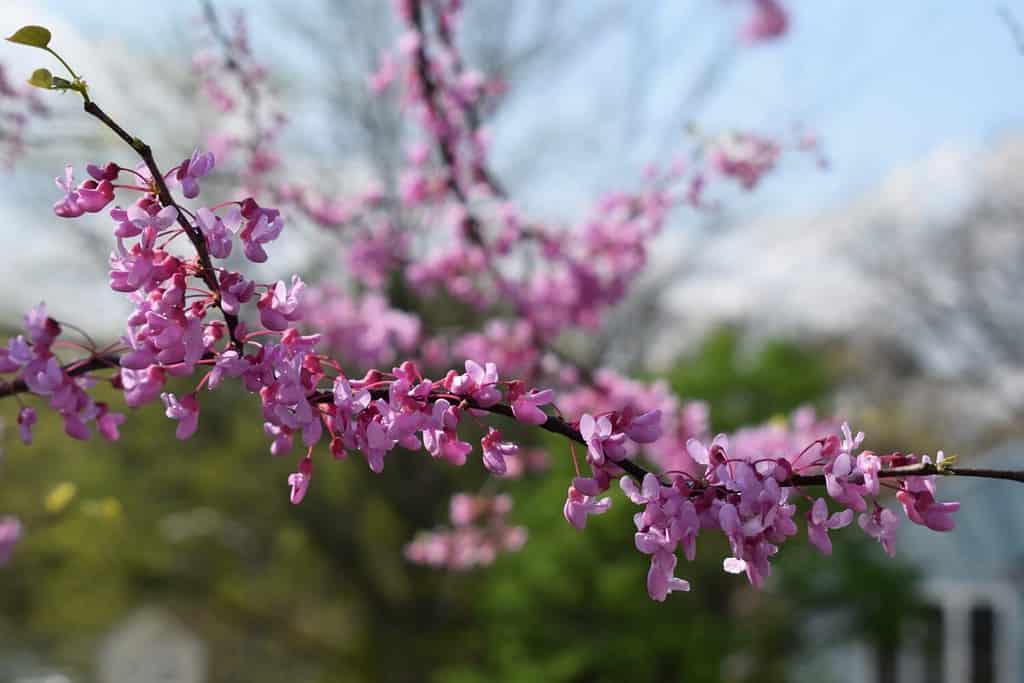 Albero rosa Redbud in fiore all'inizio di maggio