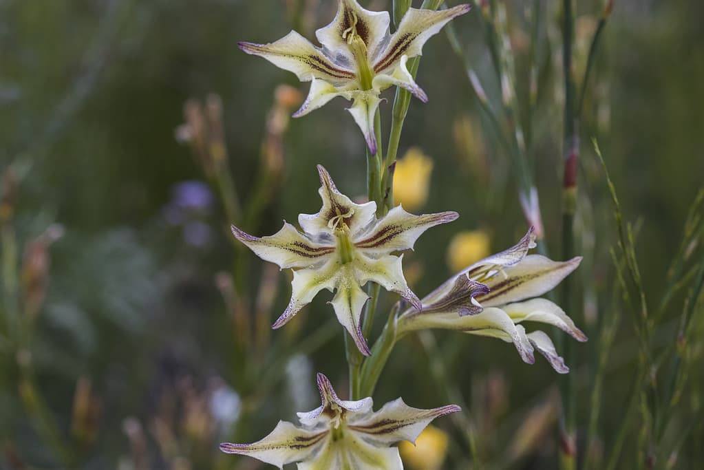 I fiori di Gladiolus tristis hanno petali color crema