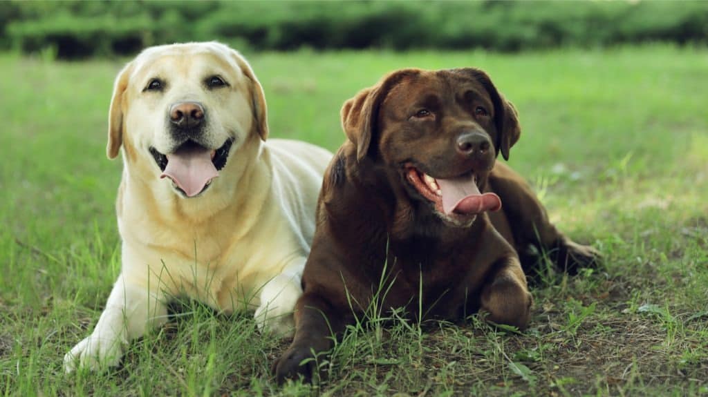 le migliori razze di cani: Labrador Retriever
