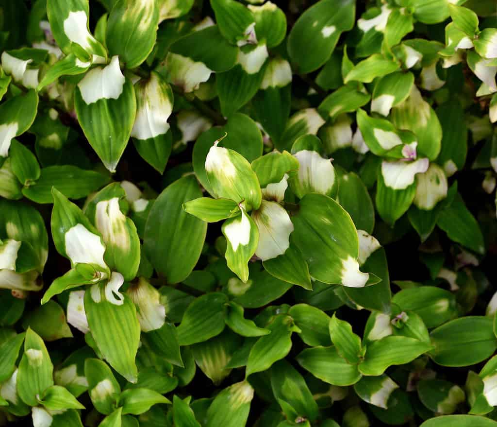 Schefflera alpina.