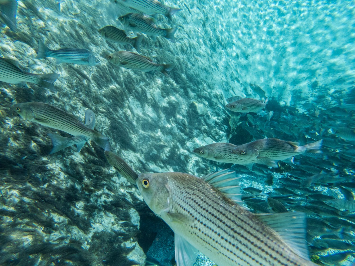 Scatti sott'acqua di Stripe Bass al parco Silver Glen Springs nella foresta nazionale di Ocala in Florida