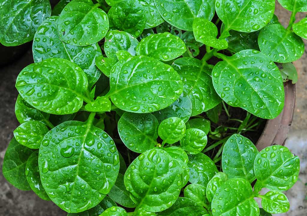 Basella alba, spinaci di Malabar