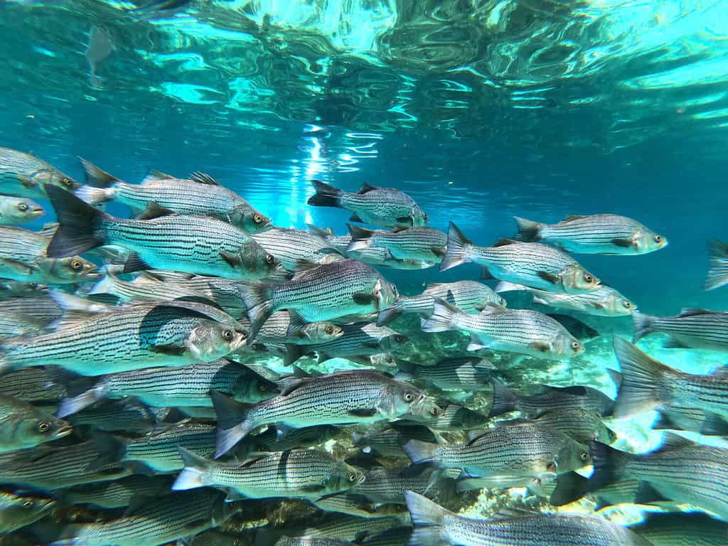 Scatti sott'acqua di Stripe Bass al parco Silver Glen Springs nella foresta nazionale di Ocala in Florida