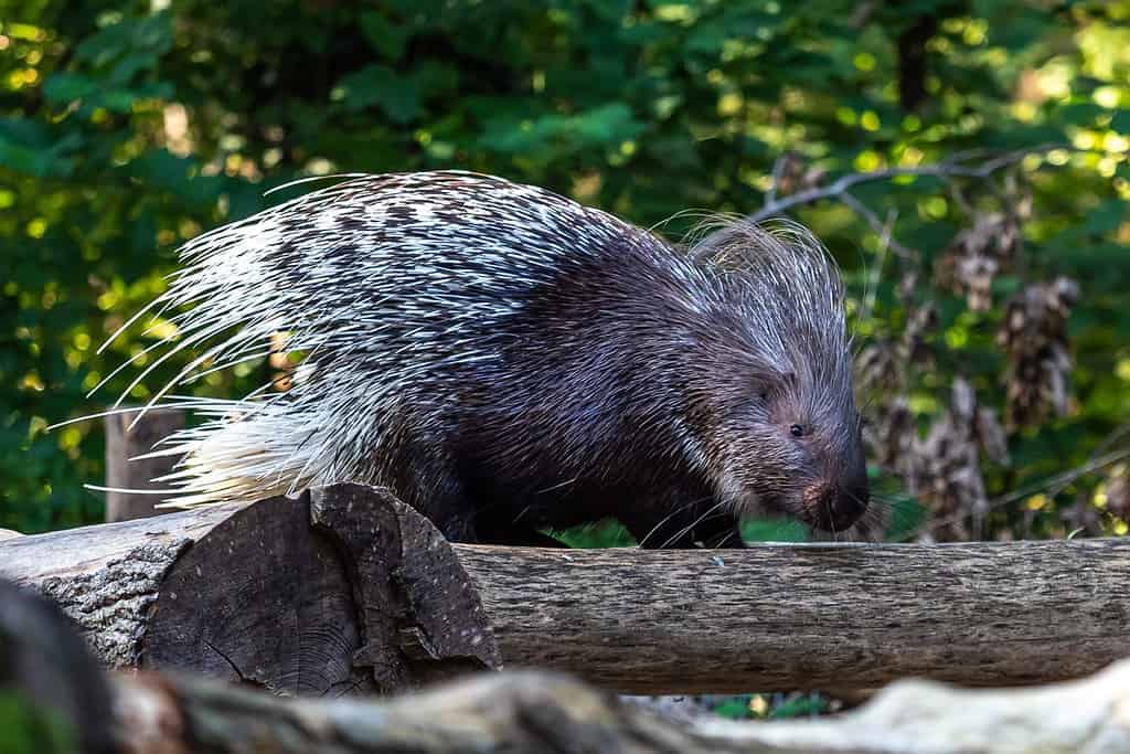 Il porcospino indiano, Hystrix indica o porcospino indiano, è una grande specie di roditore istricomorfo appartenente alla famiglia dei porcospini del Vecchio Mondo, Hystricidae