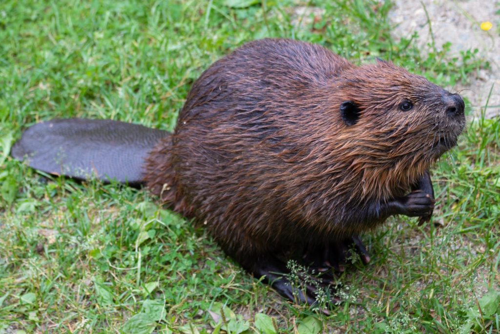 Castoro nordamericano (genere Castor)