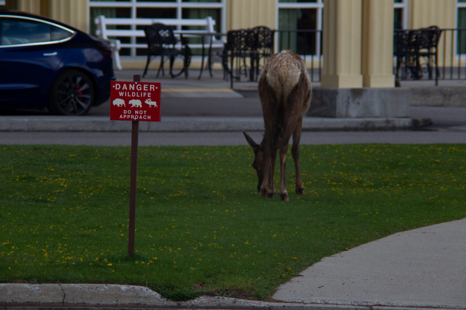 Una femmina di alce mangia l'erba vicino a un cartello di pericolo per la fauna selvatica di non avvicinarsi di fronte al Mammoth Hot Springs Hotel nel Parco Nazionale di Yellowstone, Wyoming.