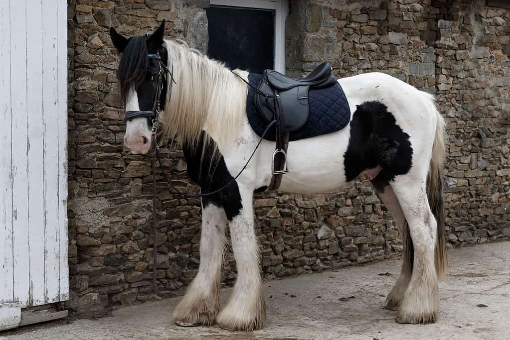 Cavallo, Pannocchia irlandese, Tinker, Gypsy Vanner