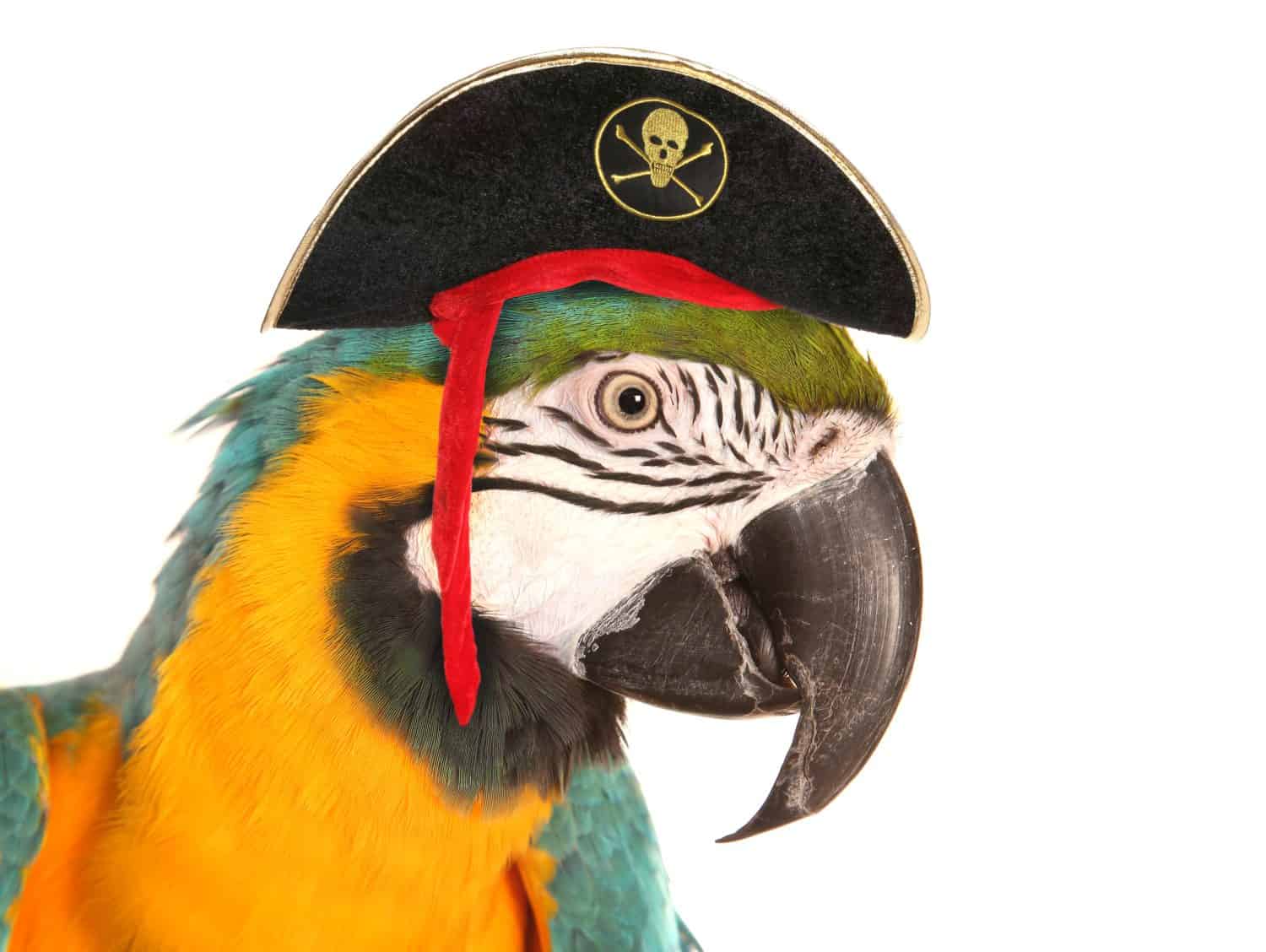 ritaglio dello studio del pappagallo dell'ara pirata