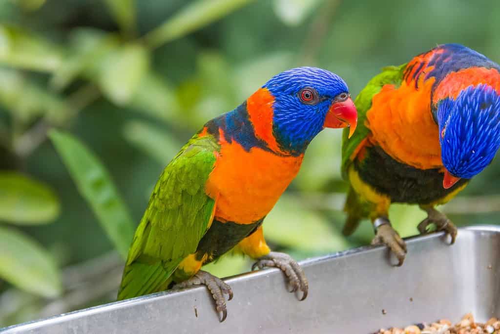 Il lorichetto dal collare rosso (Trichoglossus rubritorquis) è una specie di pappagallo che vive negli habitat boscosi dell'Australia settentrionale